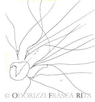 diesegni_illustrazioni_uccelli_ofri_serie_alfabeto_dell_intero_ofri_2005_uccelli_5