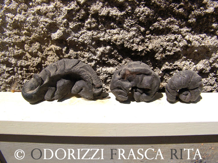scultura_contemporanea_ofri_serie_semi_titolo_armadillo_in_evoluzione_1990