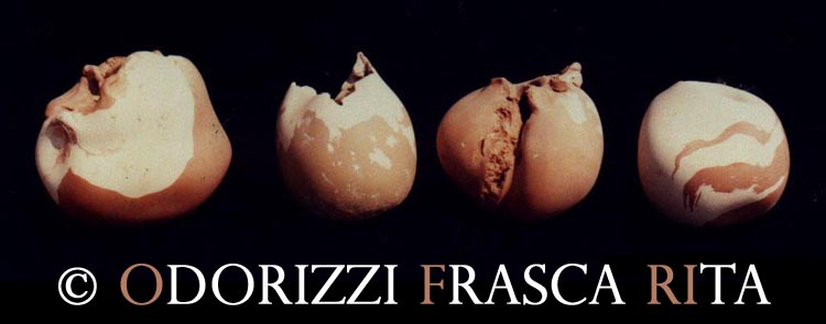 scultura_contemporanea_ofri_serie_semi_titolo_evoluzione_di_un_seme_1990_